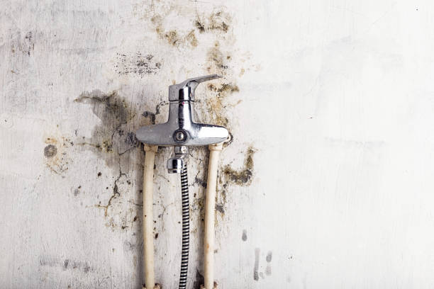 Best Mold Remediation  in Orchard Mesa, CO