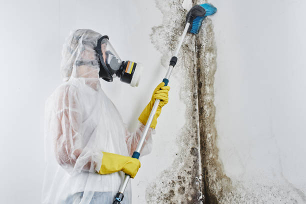 Professional Mold Removal in Orchard Mesa, CO