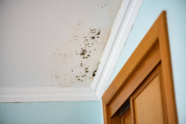 Best Toxic Mold Removal  in Orchard Mesa, CO