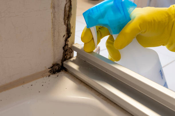 Best Attic Mold Removal  in Orchard Mesa, CO