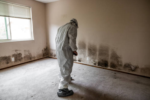 Home Mold Removal in Orchard Mesa, CO