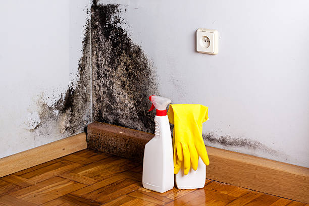 Best Home Mold Removal  in Orchard Mesa, CO