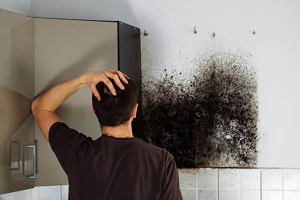 Best Mold Damage Repair  in Orchard Mesa, CO